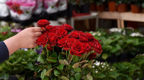 K­ı­r­m­ı­z­ı­ ­G­ü­l­l­e­r­ ­1­4­ ­Ş­u­b­a­t­­t­a­ ­2­5­-­5­0­ ­L­i­r­a­ ­O­l­a­c­a­k­